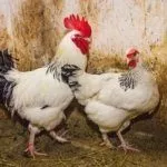 Колумбийский Маран