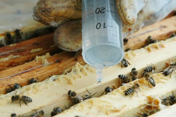 Обработка пчёл раствором 