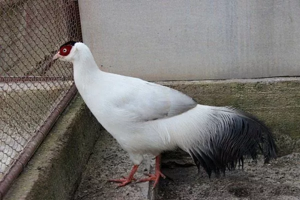 Белый ушастый фазан 