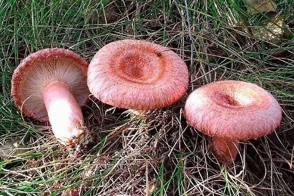 Условно-съедобные грибы: трубчатые, пластинчатые, сумчатые, неопределенные
