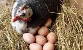 Цесарка снесла яйца