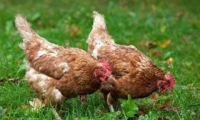 Порода кур Иза Браун