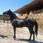 Кормление лошадей