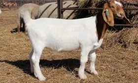 Бурская порода коз