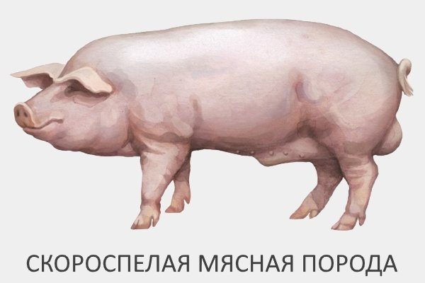 Красные поросята что за порода. Смотреть фото Красные поросята что за порода. Смотреть картинку Красные поросята что за порода. Картинка про Красные поросята что за порода. Фото Красные поросята что за порода