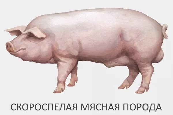 Скороспелая мясная порода свиней