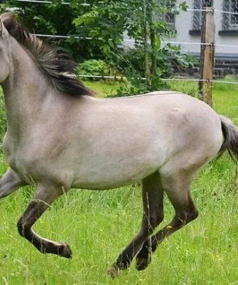 Конь с мышастым окрасом
