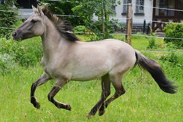 Конь с мышастым окрасом 