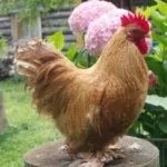 Карликовые Кохинхины