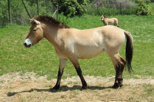 Лошадь Пржевальского 