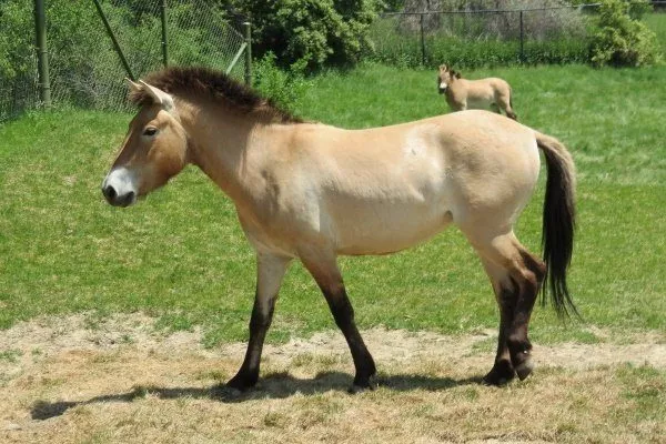 Лошадь Пржевальского: фото, описание породы, история, образ жизни иинтересные факты