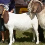 Бурская порода коз