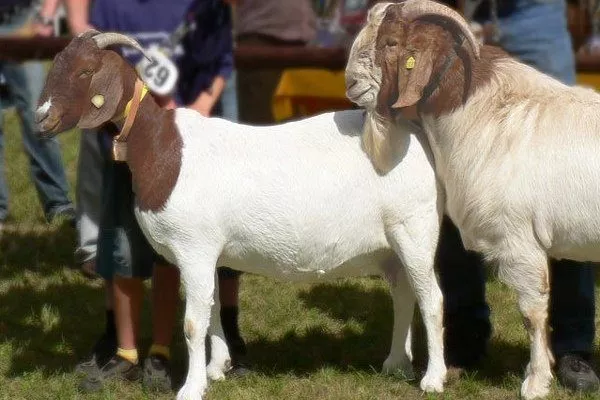 Бурская порода коз