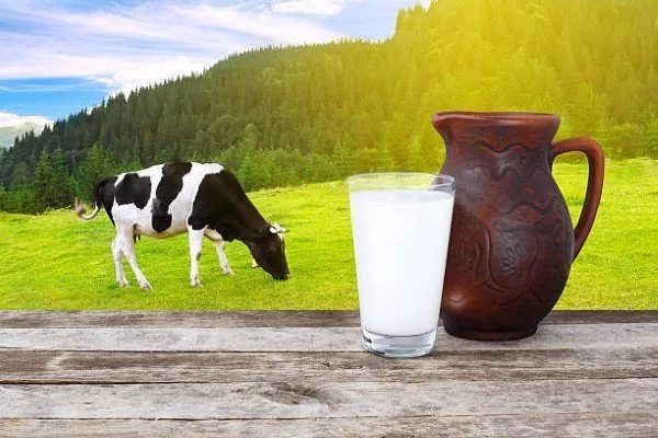 Корова и молоко 