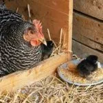 Курица с птенцами