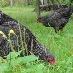 Выгул курей