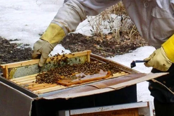 Кормление пчел зимой