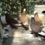 Содержание голубей