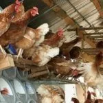 Содержание курей
