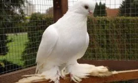 Короткоклювый космач