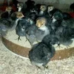 Птенцы породы Харко