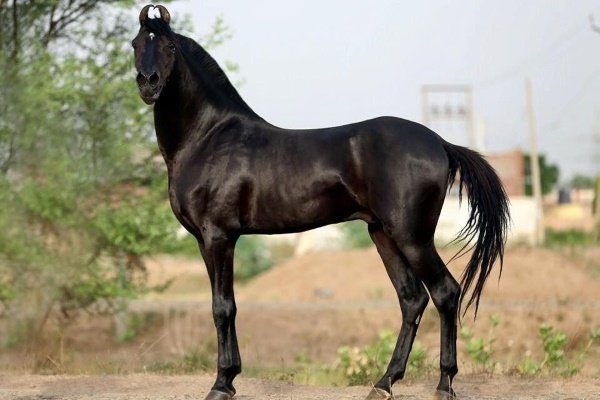 Лошадь Марвари 