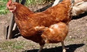 Кубанская красная