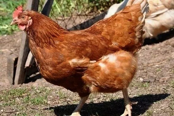 Кубанская красная порода кур