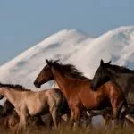 Табун лошадей