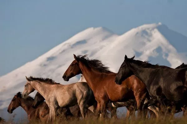 Карачаевская порода лошаде��: фото, описание характеристик, правил ухода,содержания и разведения