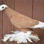 Белоголовый космач