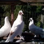 Голуби Щекатые (карагезы)