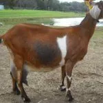 Порода Нубийская коза