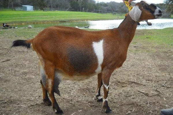 Порода Нубийская коза 