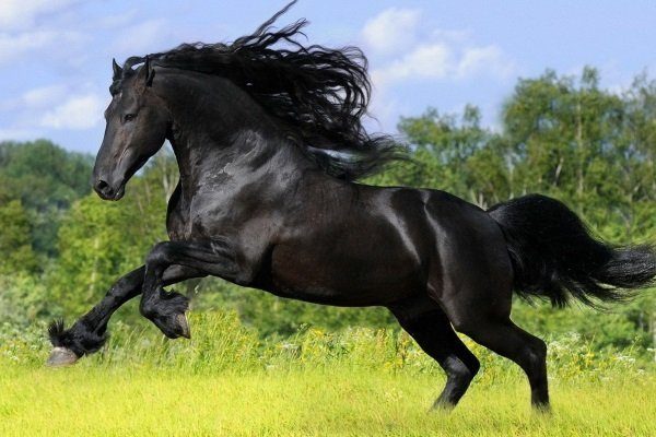 Андалузская лошадь черного окраса
