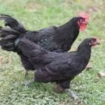 Чёрный Маран