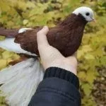 Армавирские голуби