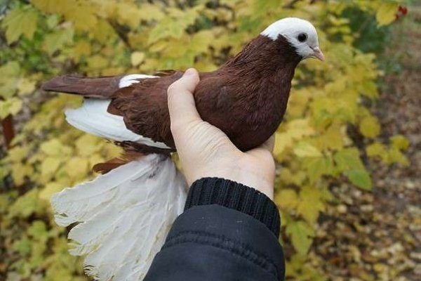 Фото армавирские короткоклювые голуби