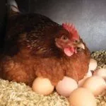 Курица на яйцах