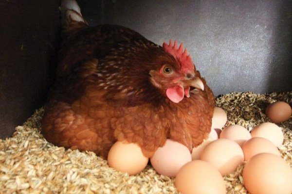 Курица на яйцах