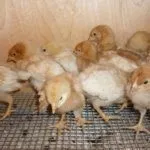 Цыплята