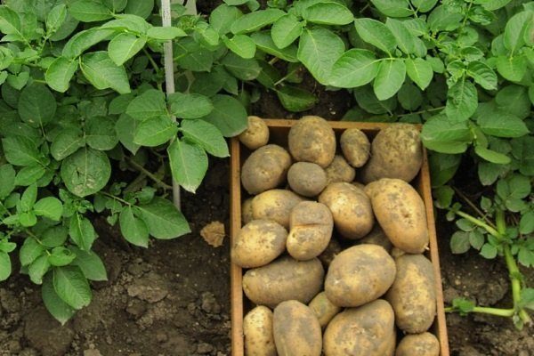 Картофель Удача: описание сорта, особенности выращивание и ухода, отзывы