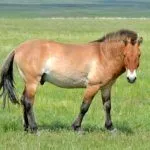 Лошадь Пржевальского