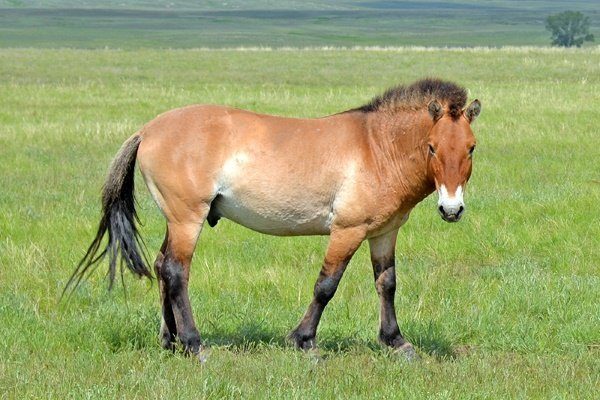 Лошадь пржевальского википедия фото