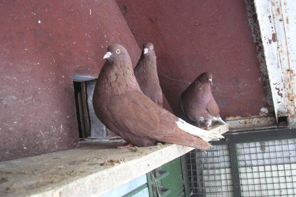 Николаевские голуби 