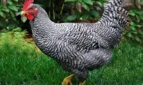 Куры породы Амрокс