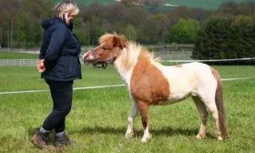 Фалабелла – порода мини-лошадей