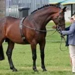 Кливлендская гнедая порода