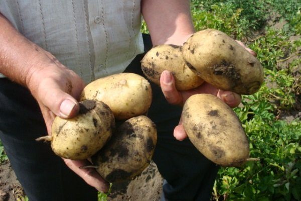 Картофель «Фермер»: описание сорта с фото, преимущества, недостатки,посадка и уход, отзывы