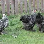 Серебристо-окаймленные Кохинхины